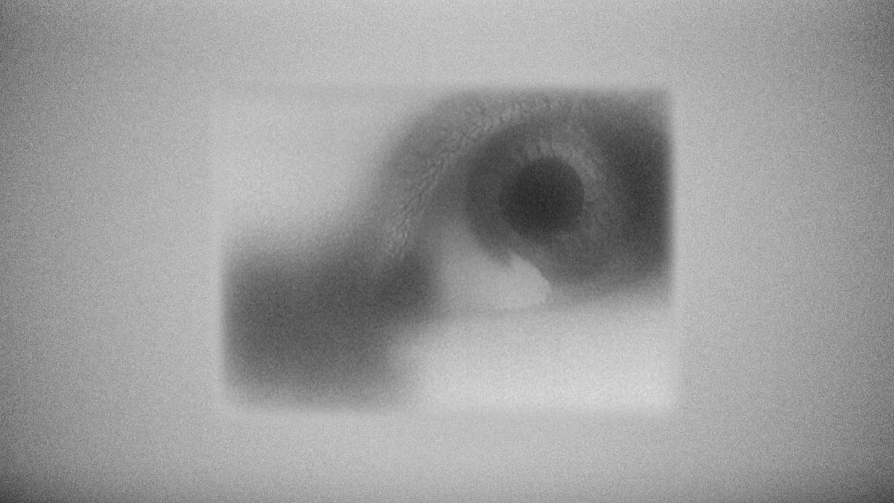 Still from Indwell Extinction of Hawks in Remoteness