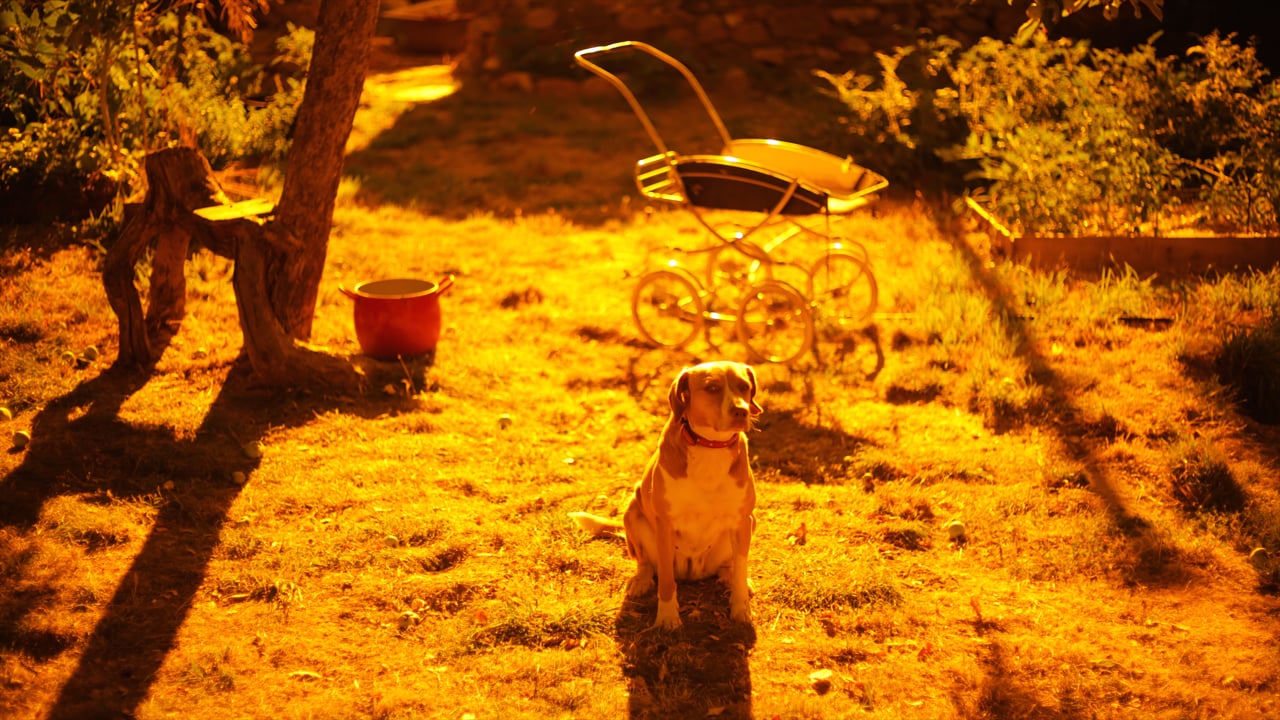 Still from Homo Sapiens Project, Volume 16